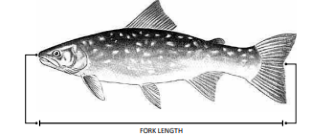 Grayscale image of a fish showing how to measure the fork length